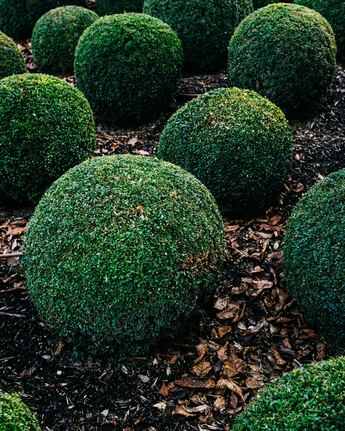 Round boxwood shrubs spaced out in a bed of fresh dark mulch