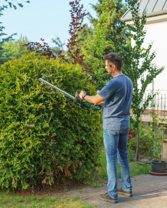 Landscaper shaping a large shrub with a hedge trimmer beside the house